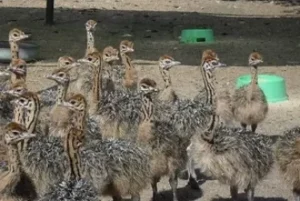 OSTRICH PRICES LIST