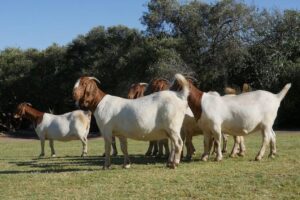 Boer Goat