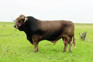 Braunvieh Cattle