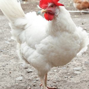 Cornish Chickens