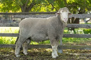 Dohne Sheep