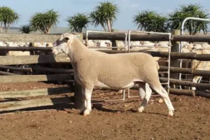 Dormer Sheep