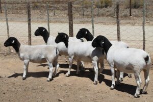 Dorper Sheep