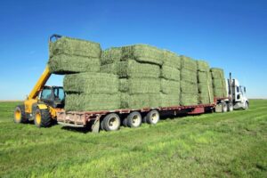 Lucerne Hay