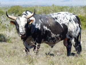 Nguni Cattle