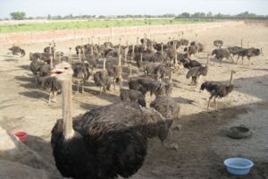 OSTRICH & EGGS - Image 2