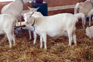 Saanen Goat