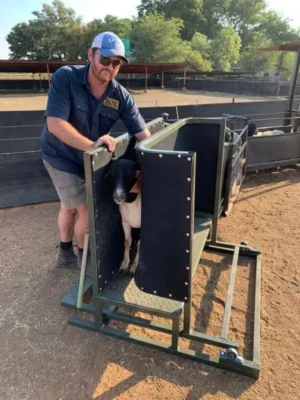 Sheep Clamp and Ramp COMBO - Image 2