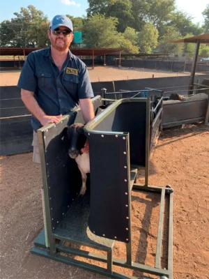 Sheep Clamp and Ramp COMBO
