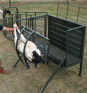 Sheep Tilt - Image 3