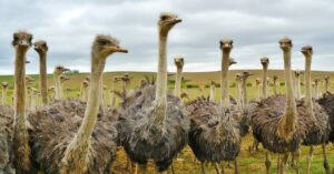 Close-up of a flock of ostriches in an open field, showcasing wildlife in nature.
