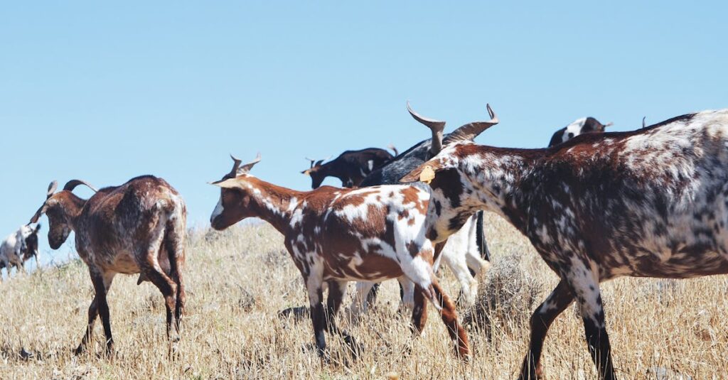 Herd of spotted goats grazing on dry grassland under clear blue sky, showcasing rural farm life.